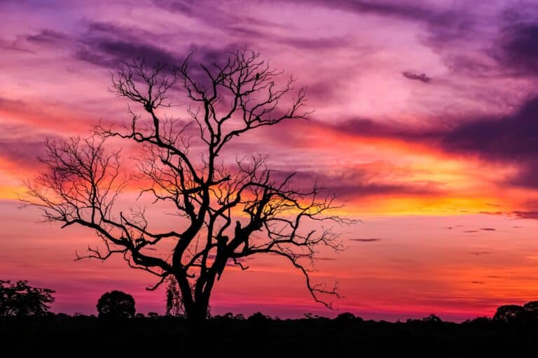 Pantanal, Mato Grosso, Brasil_ Foto Uwe Bergwitz