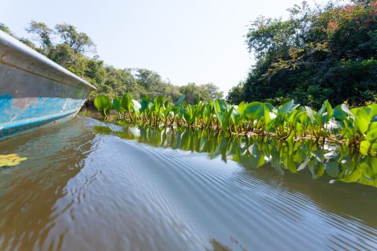 Pantanal, Mato Grosso, Foto Elleonzebon
