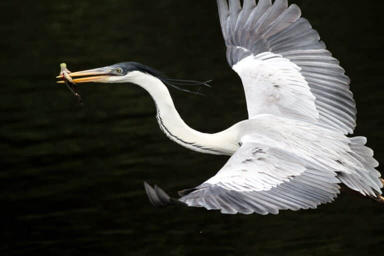 Pantanal, Mato Grosso - Foto Ricardo Ayres