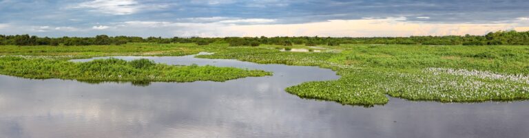 Pantanal, Mato Grosso, Foto Uwe Bergwitz