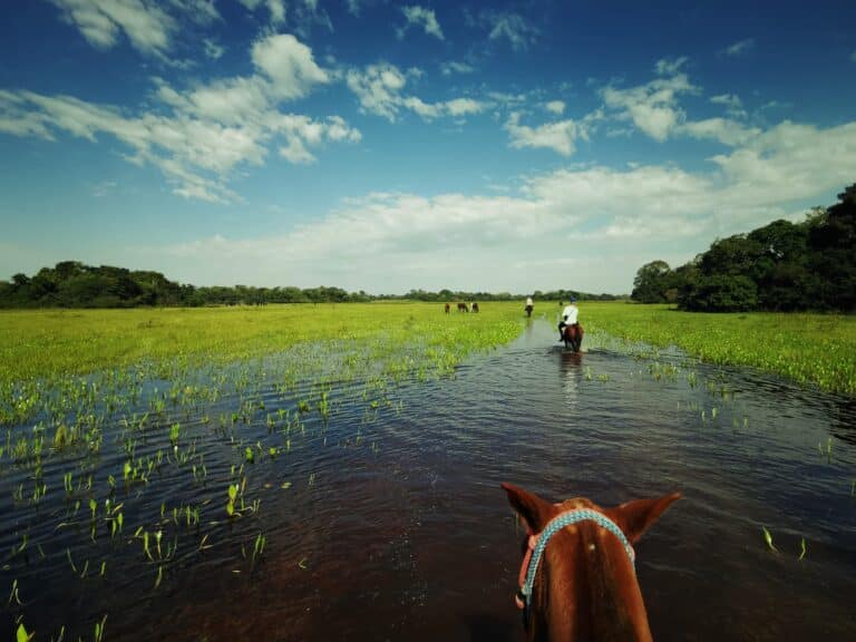 Pantanal, Mato Grosso, horseback stewart
