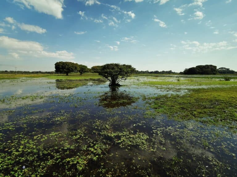 Pantanal, Mato Grosso, stewart
