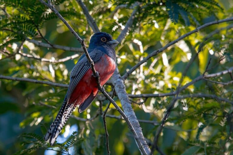 Parque Estadual Serra Azul - Surucuá de barriga vermelha - Barra do Garças MT