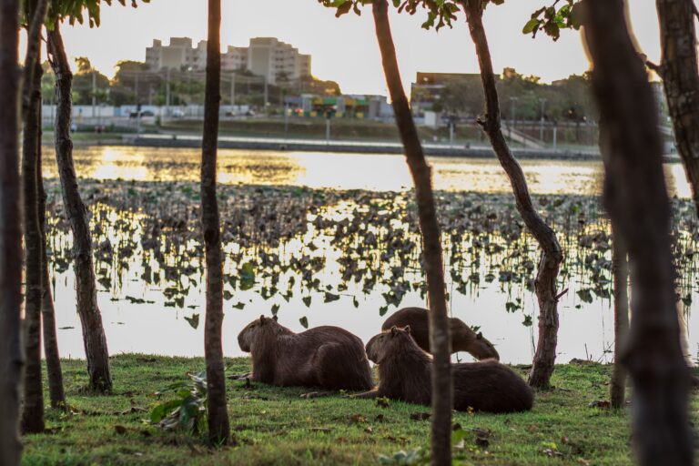 Parque das Águas, Cuiabá-Foto Bruno