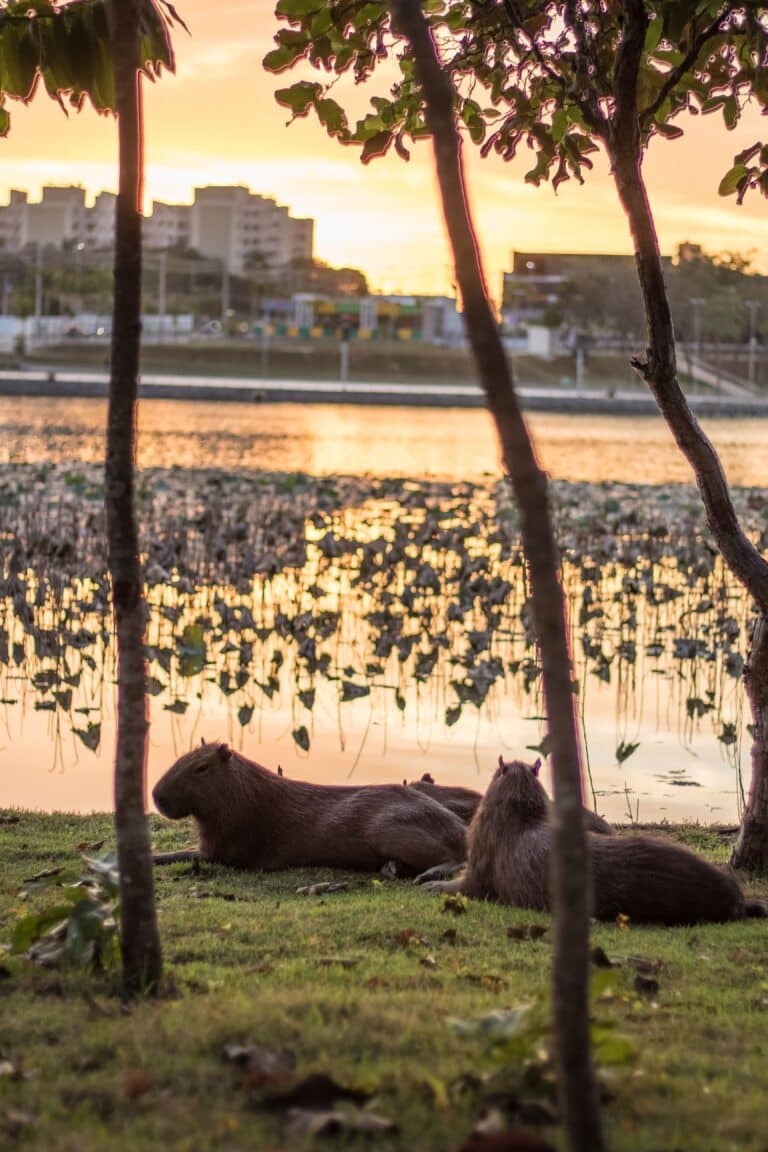 Parque das Águas, Cuiabá Foto Bruno