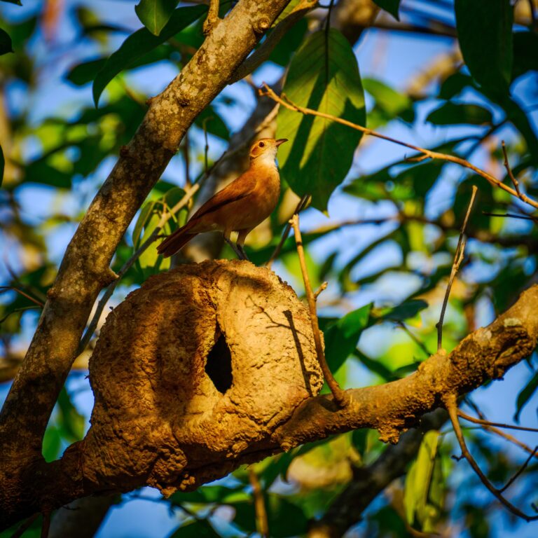 Patanal, Mato Grosso, Foto Sebastiem Rurel