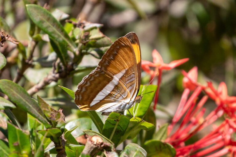 Pequena Moradora de Cuiabá, Foto Hpe