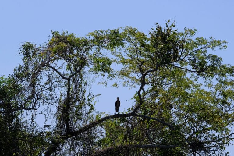 Rio Cuiaba, Porto Jofre, Pantanal, Brasil Foto Reisegraf