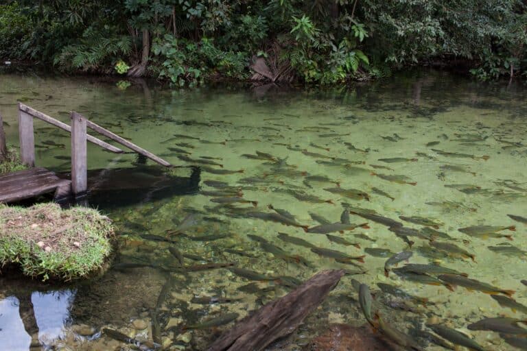 Rio Estivado - Nobres - MT - Brasil Foto Luciano Queiroz