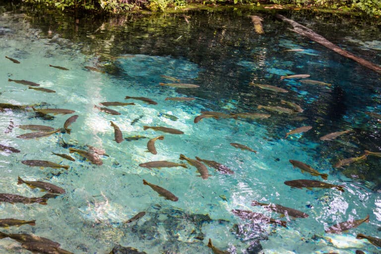 Rio Salobra, Nobres, MT Foto-Luciano Queiroz