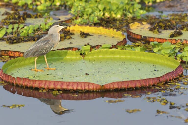 Socó na Victoria regia, Porto Joffre, Pantanal, Mato Grosso - Foto G&M TherinWeiseimageBROKER