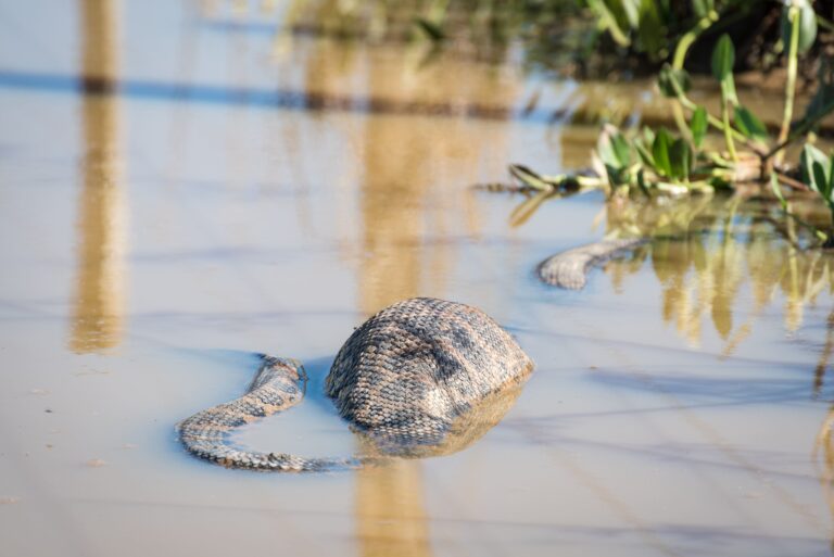 Sucuri, Transpantaneira, Mato Grosso, Brasil, Foto Liama