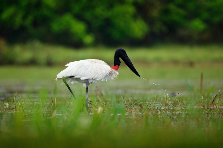 Tuiuiú, Pantanal, Mato Grosso, Brasil, América do Sul, Foto Ondrejprosicky