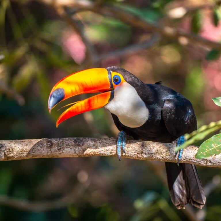 Tucano, Pantanal, Brasil Foto Sebastien Burel
