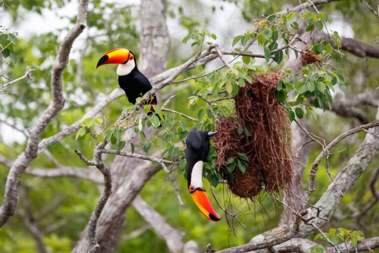 Tucano, Pantanal, Mato Grosso - Foto Uwe Bergwitz