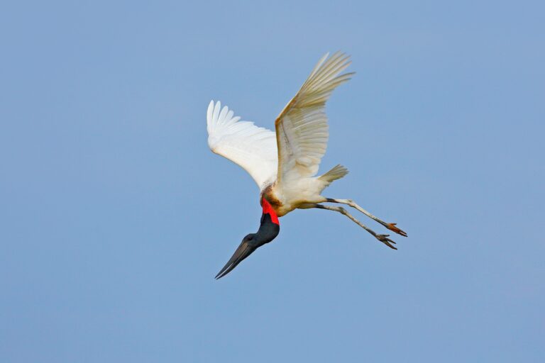 Tuiuiú, Pantanal, Mato Grosso