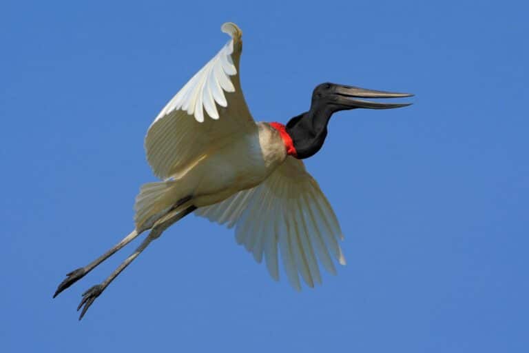Tuiuiú, Pantanal, Mato Grosso, Brasil_Foto_Ondrejprosicky