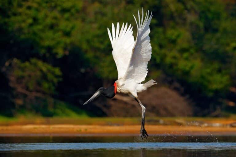 Tuiuiú, Pantanal, Mato Grosso, Foto Ondrejprosicky