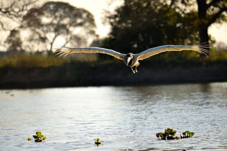 Tuiuiú, Rio Cuiaba, Pantanal, Mato Grosso, Brasil Foto Silentstock639