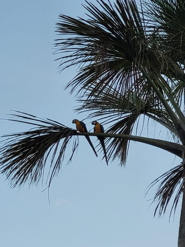 Polo Pantanal - Vila Bela da Santíssima Trindade MT