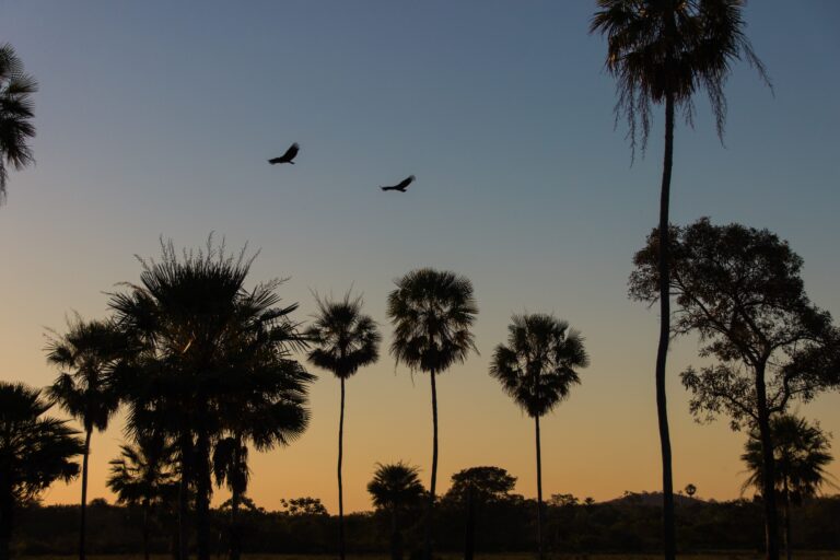Pantanal, mato grosso foto totoa.grafie