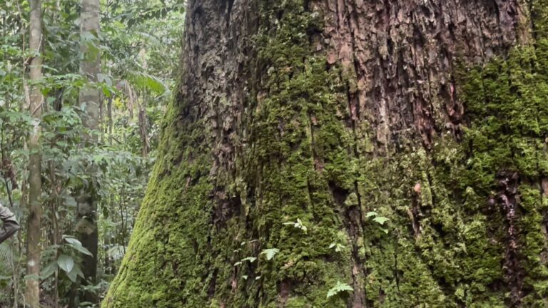 Cristalino Jungle Lodge - Alta Floresta-MT