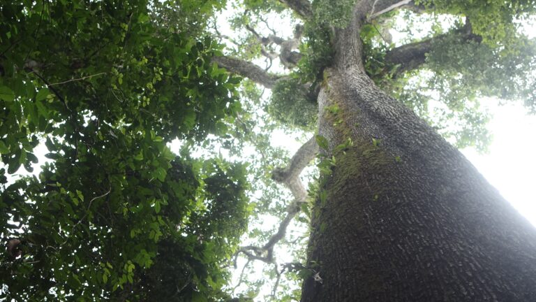 Cristalino Jungle Lodge - Alta Floresta-MT