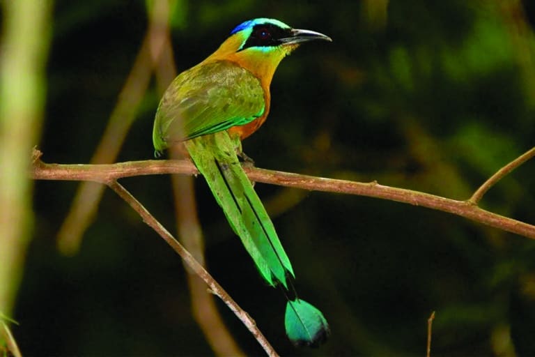 Cristalino Jungle Lodge - Alta Floresta-MT