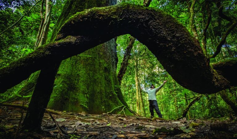 Cristalino Jungle Lodge - Alta Floresta-MT