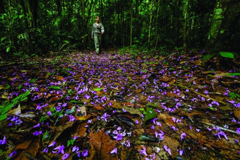 Cristalino Jungle Lodge - Alta Floresta-MT