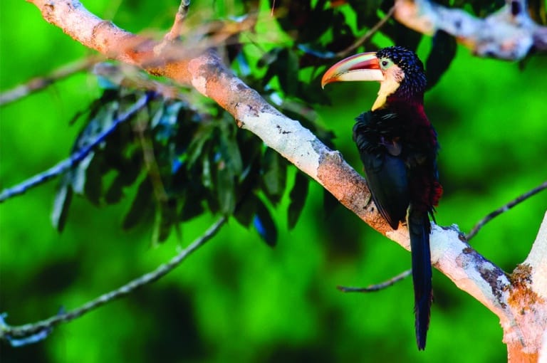 Cristalino Jungle Lodge - Alta Floresta-MT