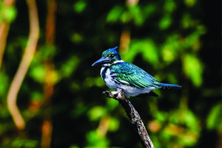 Cristalino Jungle Lodge - Alta Floresta-MT - Foto Benjamin Freeman