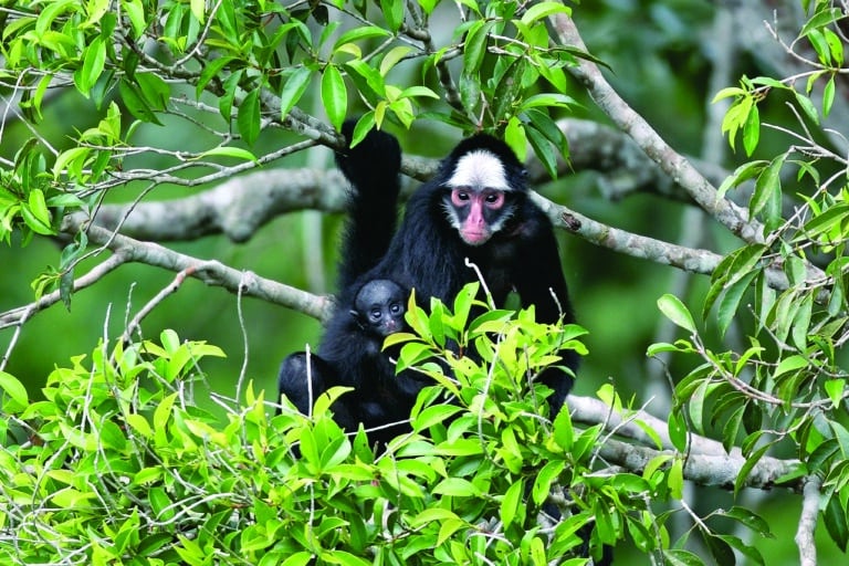 Cristalino Jungle Lodge - Alta Floresta-MT - Foto Edson Endrigo