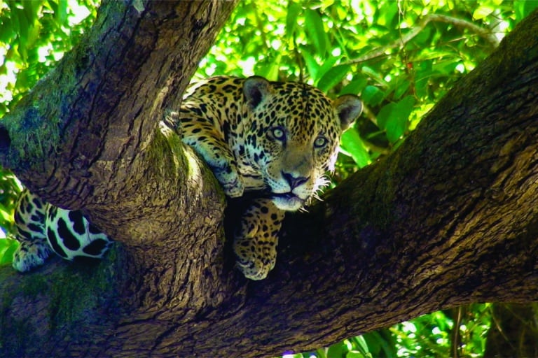 Cristalino Jungle Lodge - Alta Floresta-MT - Foto Jorge Lopes