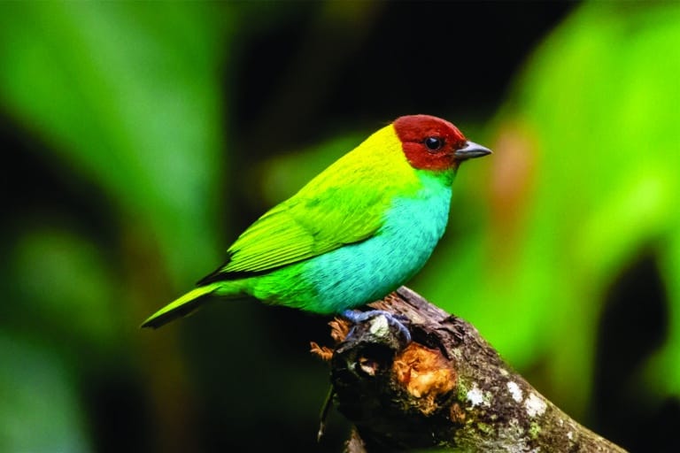 Cristalino Jungle Lodge - Alta Floresta-MT - Foto Rafael Ferraz