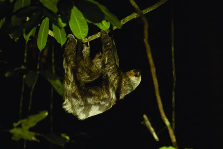 Cristalino Jungle Lodge - Alta Floresta-MT - Foto Samuel Melim
