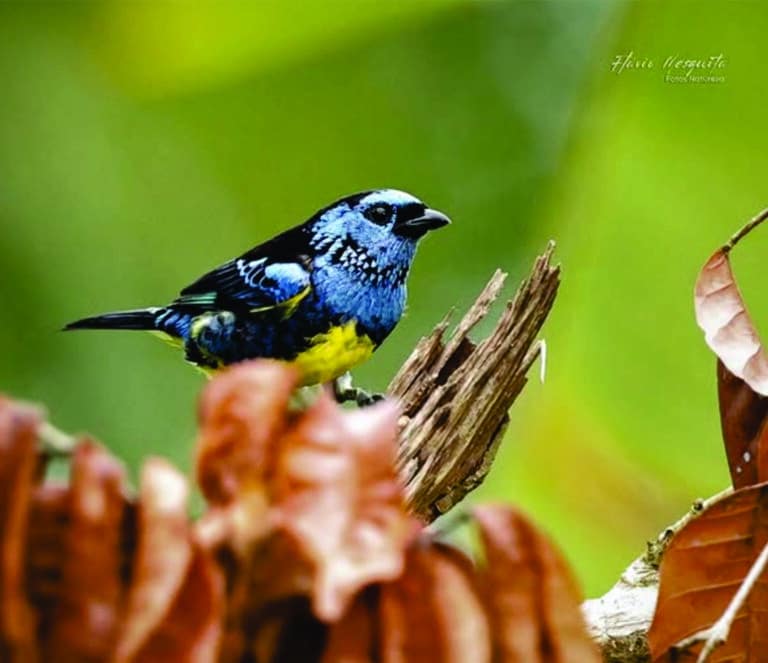 Fazenda Anacã - Foto:@flaviotmesquita