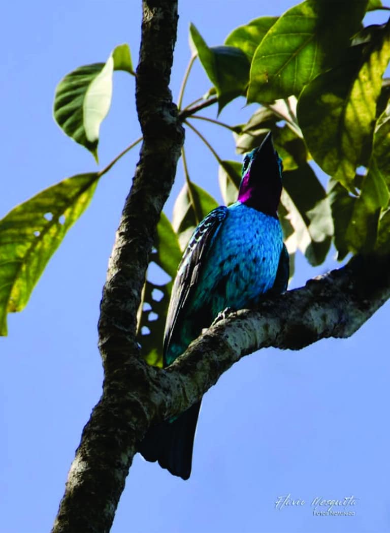 Fazenda Anacã - Foto:@flaviotmesquita