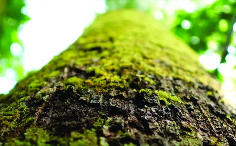 Fotos da Reserva Ecológica Cunhataí Porã