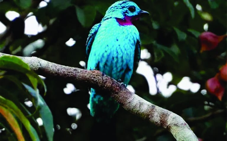 Fotos da Reserva Ecológica Cunhataí Porã