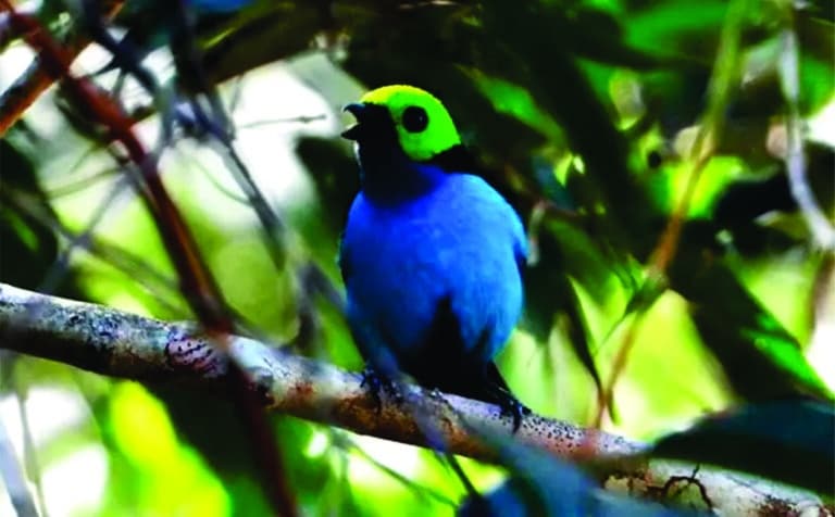 Fotos da Reserva Ecológica Cunhataí Porã