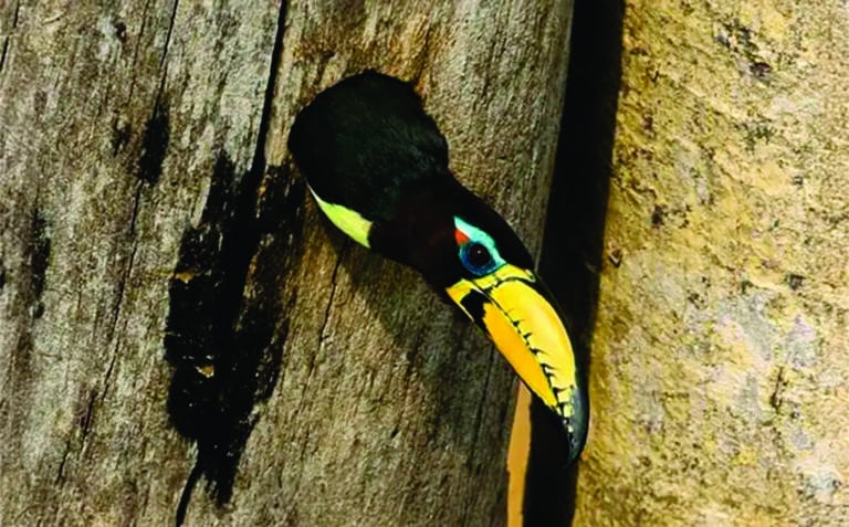 Fotos da Reserva Ecológica Cunhataí Porã