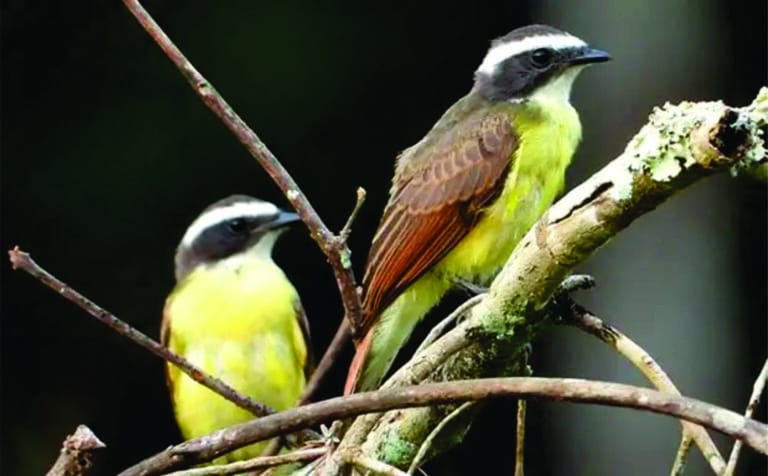Fotos da Reserva Ecológica Cunhataí Porã
