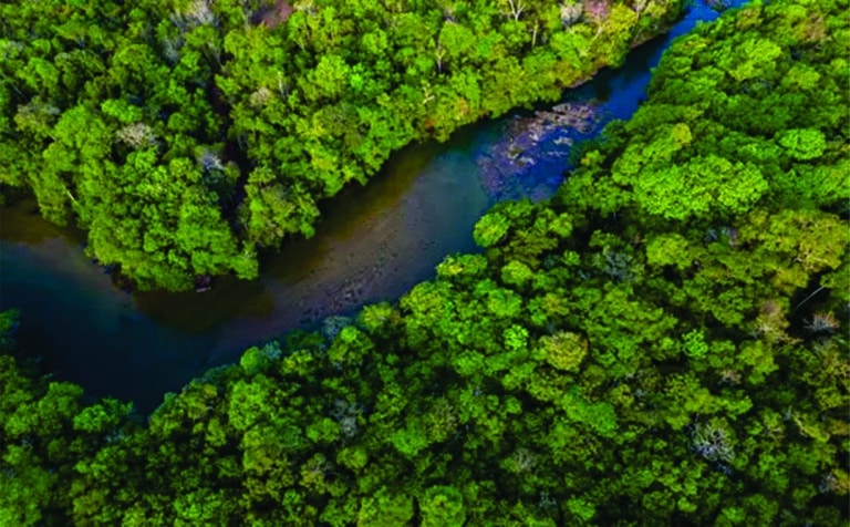 Fotos da Reserva Ecológica Cunhataí Porã