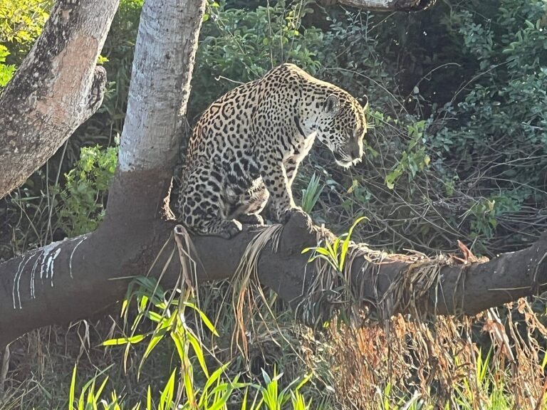 Observação de Onças - Tripadvisor Pantanal Safaris