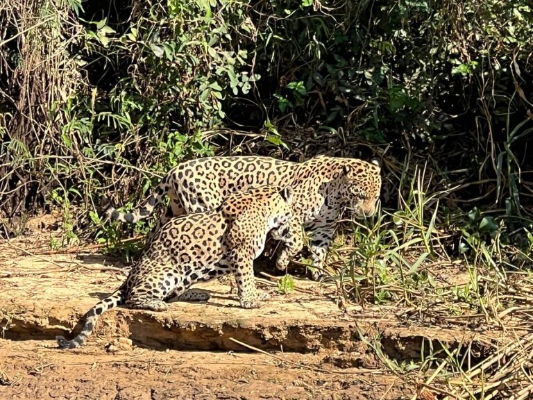Observação de Onças - Tripadvisor Pantanal Safaris