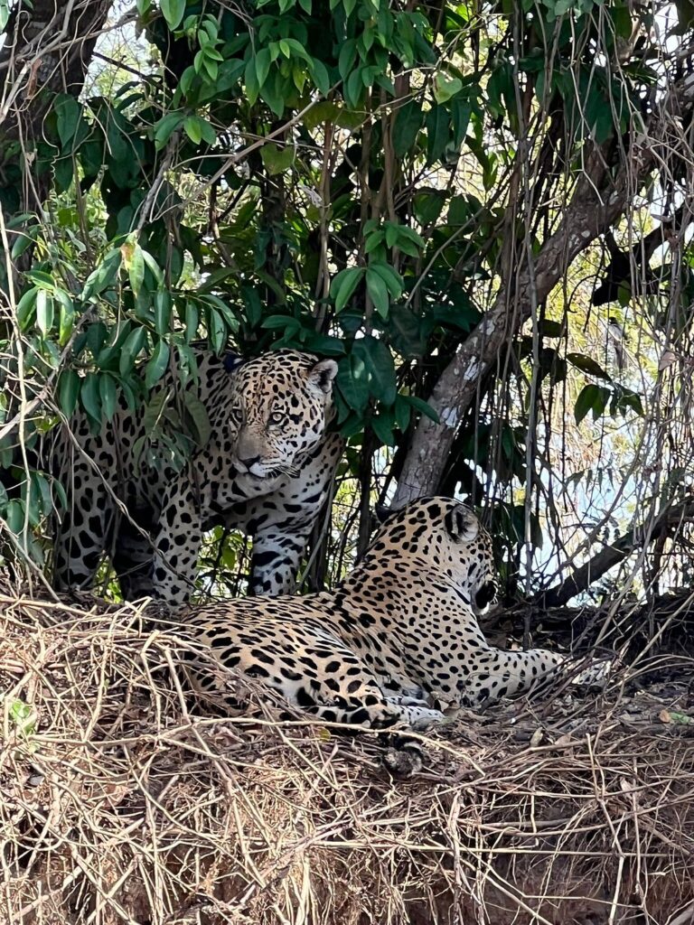 Observação de Onças - Tripadvisor Pantanal Safaris