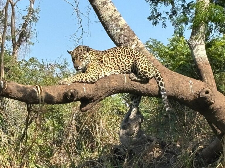 Observação de Onças - Tripadvisor Pantanal Safaris