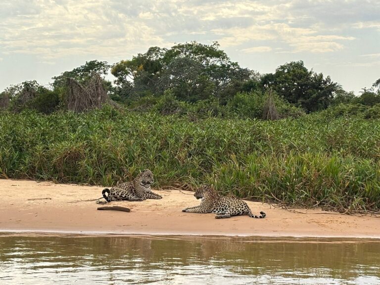 Observação de Onças - Tripadvisor Pantanal Safaris