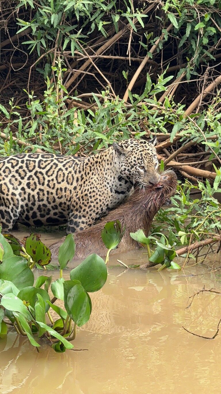 Observação de Onças - Tripadvisor Pantanal Safaris